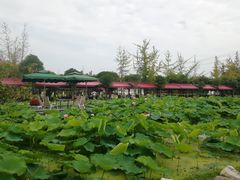 -洪湖家庭农场·团建·露营·会议