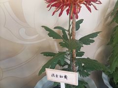 -杭州植物园