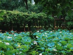 -上海醉白池公园