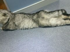 android_upload_pic-喵的天空名猫咖啡馆·撸猫·猫舍·用品