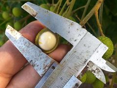 -东方鼎信农副产品交易中心