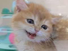 -小猫来了·猫舍(红山六九七九店)