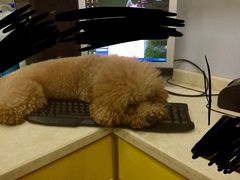 -佳雯宠物医院(四明中路分院)