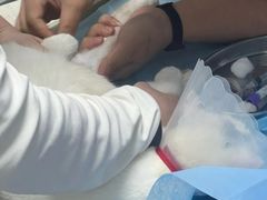 -纳吉亚猫专科动物诊疗中心(蒋宅口分院)