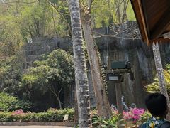 -西双版纳原始森林公园
