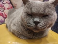 -猫小院猫主题咖啡厅(北锣店)