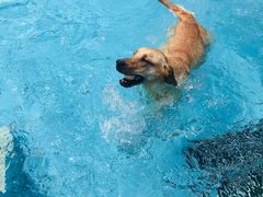 -趣玩宠物乐园寄养训犬训狗游泳池
