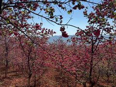 -宜良山后樱花谷