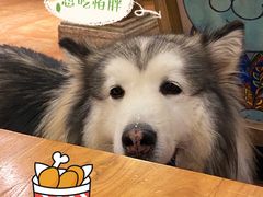 -more than meow吴止猫主题餐厅(承德 中船汇店)