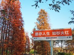 -森波拉奇妙世界