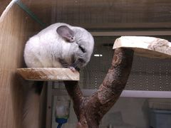 -藦茜花园宠物主题亲子互动体验馆(国顺东路店)