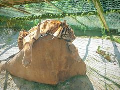 -栾川竹海野生动物园