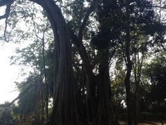 -瑞丽独树成林风景区