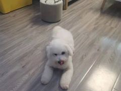 -宠物家(角门东店)