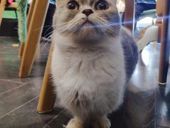 -猫色咖啡·猫咖