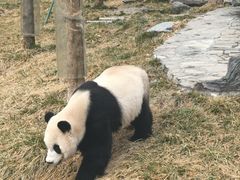 -卧龙中华大熊猫苑神树坪基地