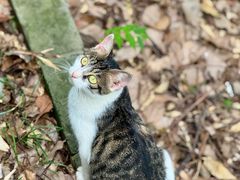 -上海佘山国家森林公园天马山园