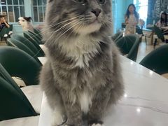-安格丽娜·狗咖·猫咖羊驼咖(春熙路百盛商场店)