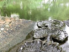 -成都市活水公园