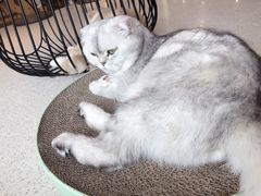 -飞行喵MR PILOT|猫舍·猫咖(静安大融城店)