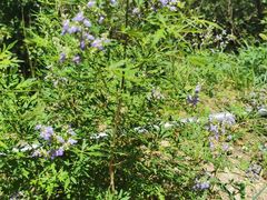 -鹫峰国家森林公园