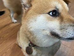 -柴犬高等学院·狗咖·柴犬售卖·宠物训练