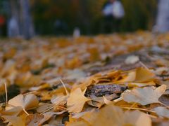 -大兴滨河森林公园