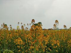 景点-中国天府农业博览园