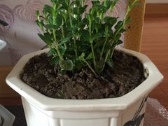 -秦美花卉(天朗·莱茵小城2期店)