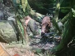 -重庆自然博物馆(新馆)