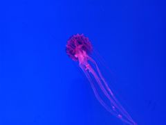 -芜湖新华联大白鲸海洋公园