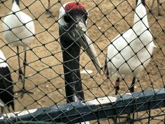 -盐城丹顶鹤湿地生态旅游区