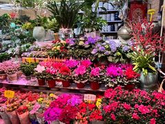 -长春青怡坊鲜花批发(青怡坊花鸟市场店)