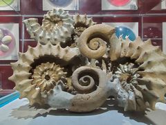 -青岛贝壳博物馆