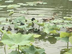 -稻香湖公园