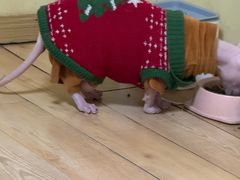 -Meowの猫咖(万家丽店)