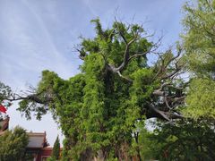-大槐树寻根祭祖园
