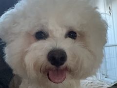 -翊宠yipet猫狗购宠庄园犬舍•猫舍