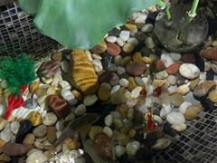 -顺意·顺德家乡菜(国际人才大厦店)