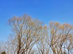 -永定河休闲森林公园