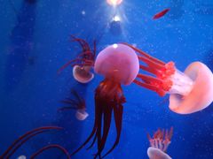 -成都浩海立方海洋公园