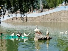 -团结湖公园