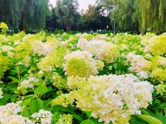 -长白岛森林公园