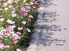 -花开海上生态园