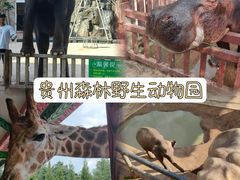 -贵州森林野生动物园