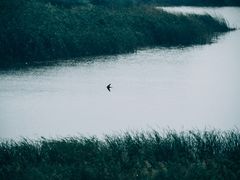 -盐城丹顶鹤湿地生态旅游区