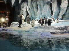 -帝企鹅自助餐厅•儿童岛•真企鹅(长隆企鹅酒店)