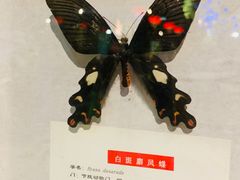 -萌宠奇缘