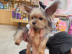 -帕帕拉兹宠物(亚洲旗舰店)