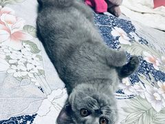 -宠爱国际动物医院· 猫科· 外科·中兽医(长白店)
